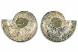 Cut & Polished Crystal-Filled Ammonite Fossil - Madagascar #359547-1